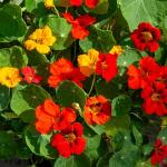 Fleurs - Capucine de Lobb Variée - face recto